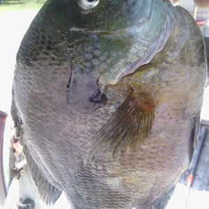 Meet your Posher, Danny